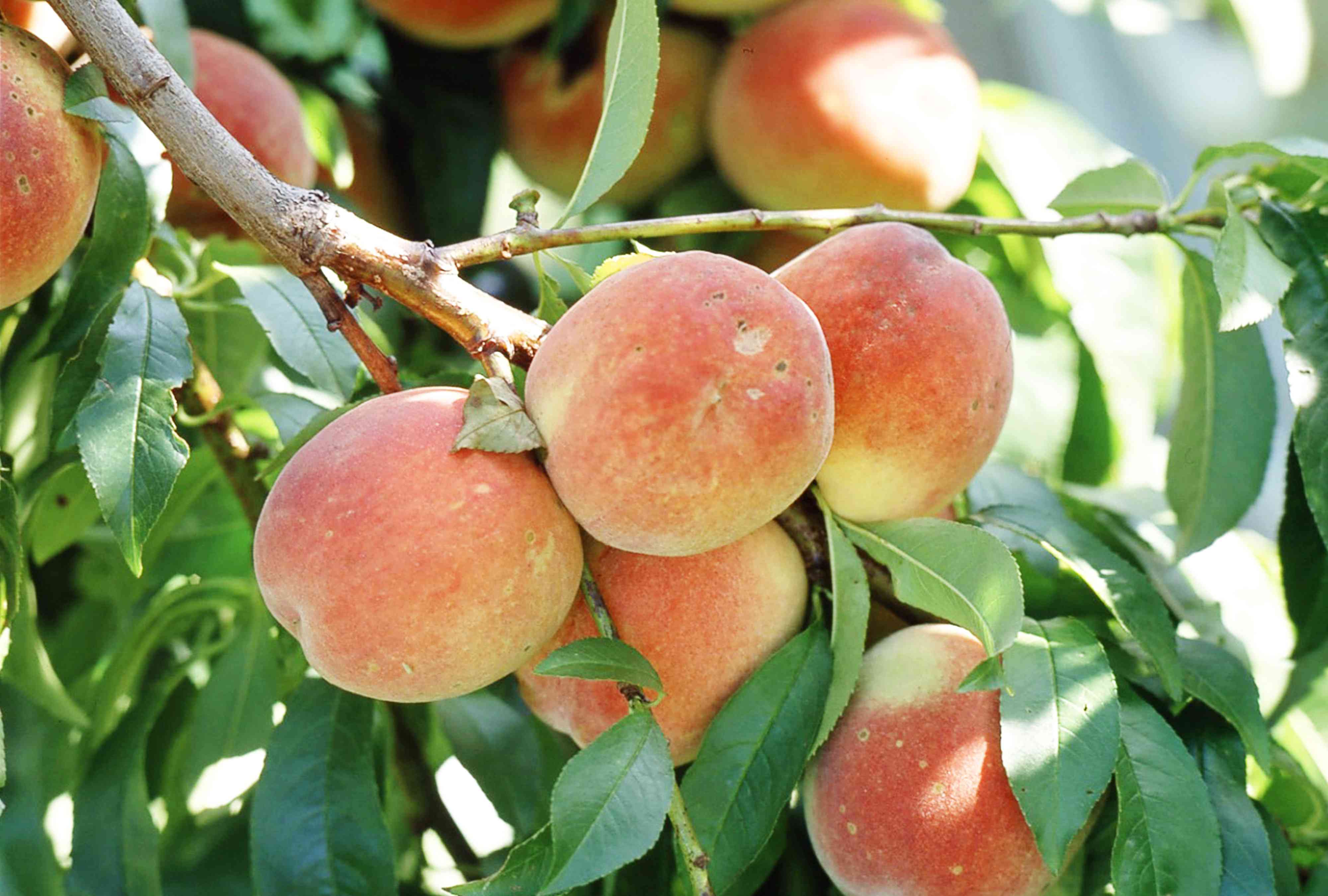 How to prune peach trees for bigger, easier-to-harvest fruit in your garden
