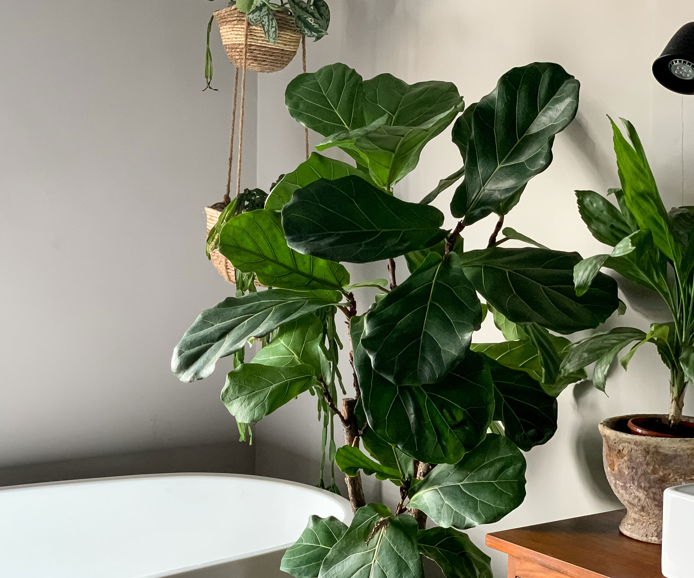 houseplants fiddle leaf fig
