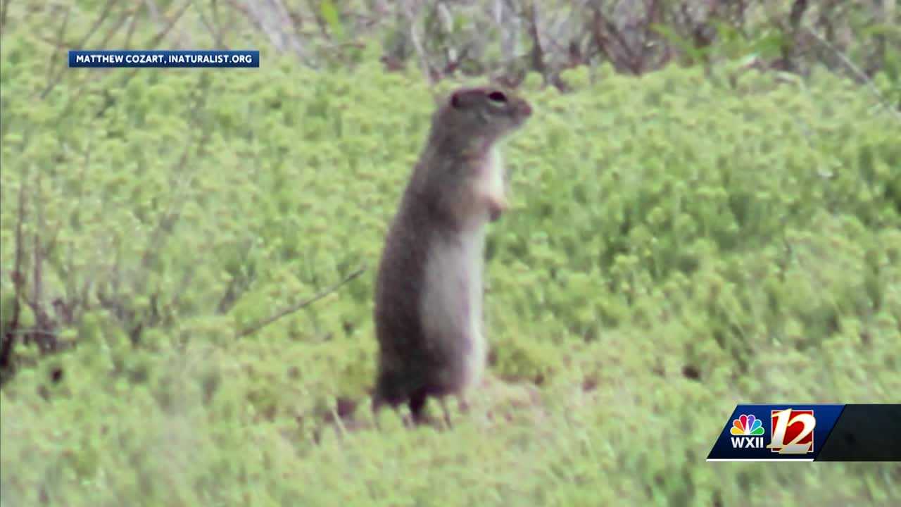 A ‘Nutty’ Discovery: UNCG researcher identifies new species of squirrel