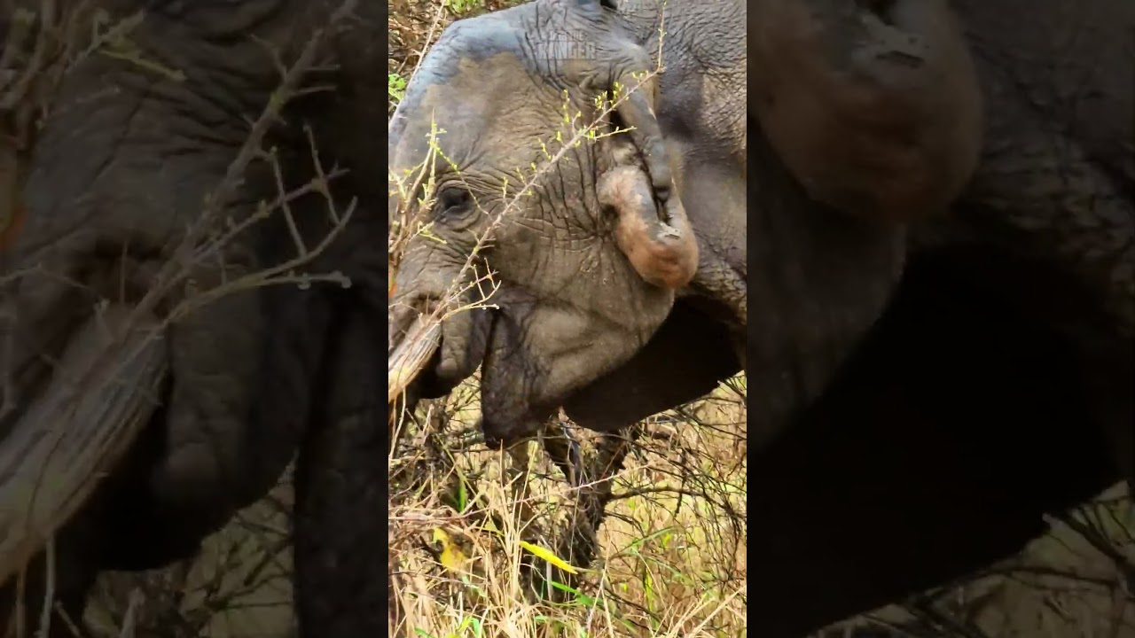 Earless Elephant’s Stunning Journey Caught On Camera