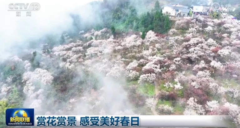 赏花赏景 感受美好春日