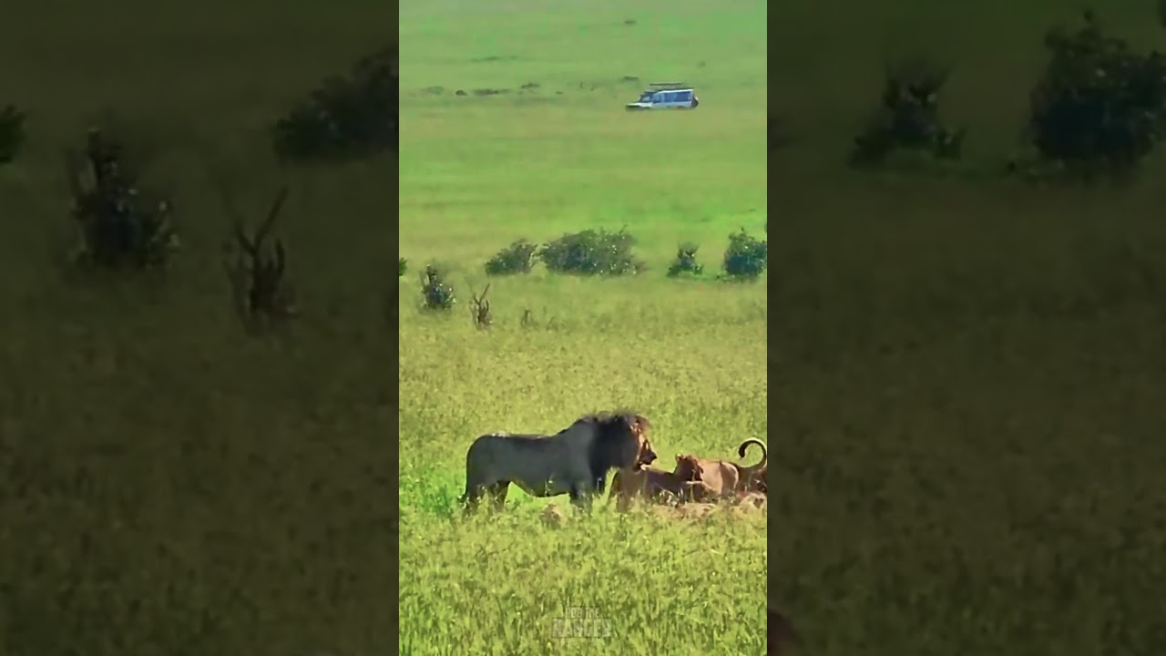 Rongai Lions Caught on Camera Feeding in the Tall Grass