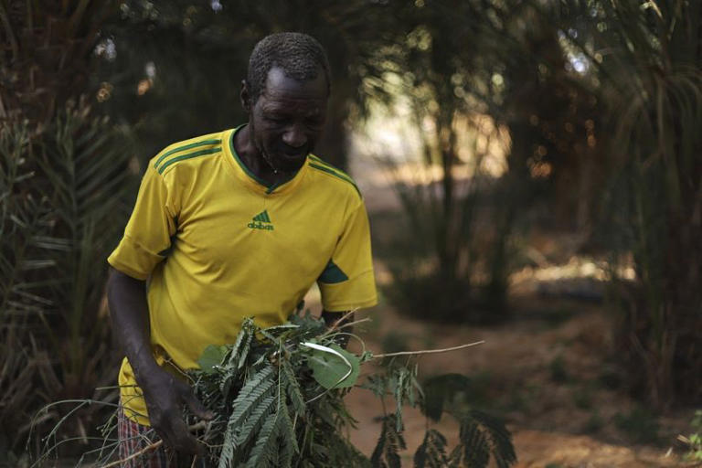 A date farmer works in his palm tree farm in Chinguetti, Mauritania. AP Photo/Khaled Moulay