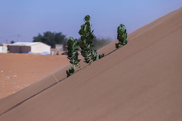 Tree branches stick out of the sand in Chinguetti, Mauritania. AP Photo/Khaled Moulay