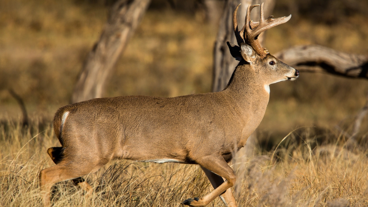 15 deer rifles that lose accuracy faster than people expect