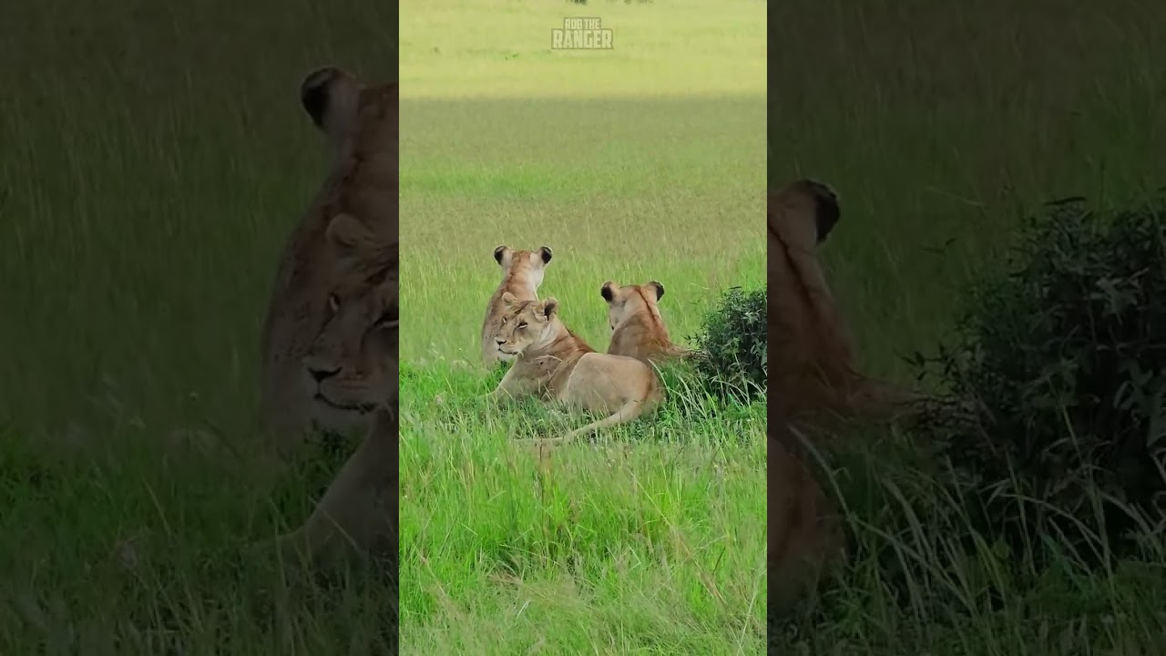 Rongai Lion Pride Spotted Scanning the Plains for Their Next Meal