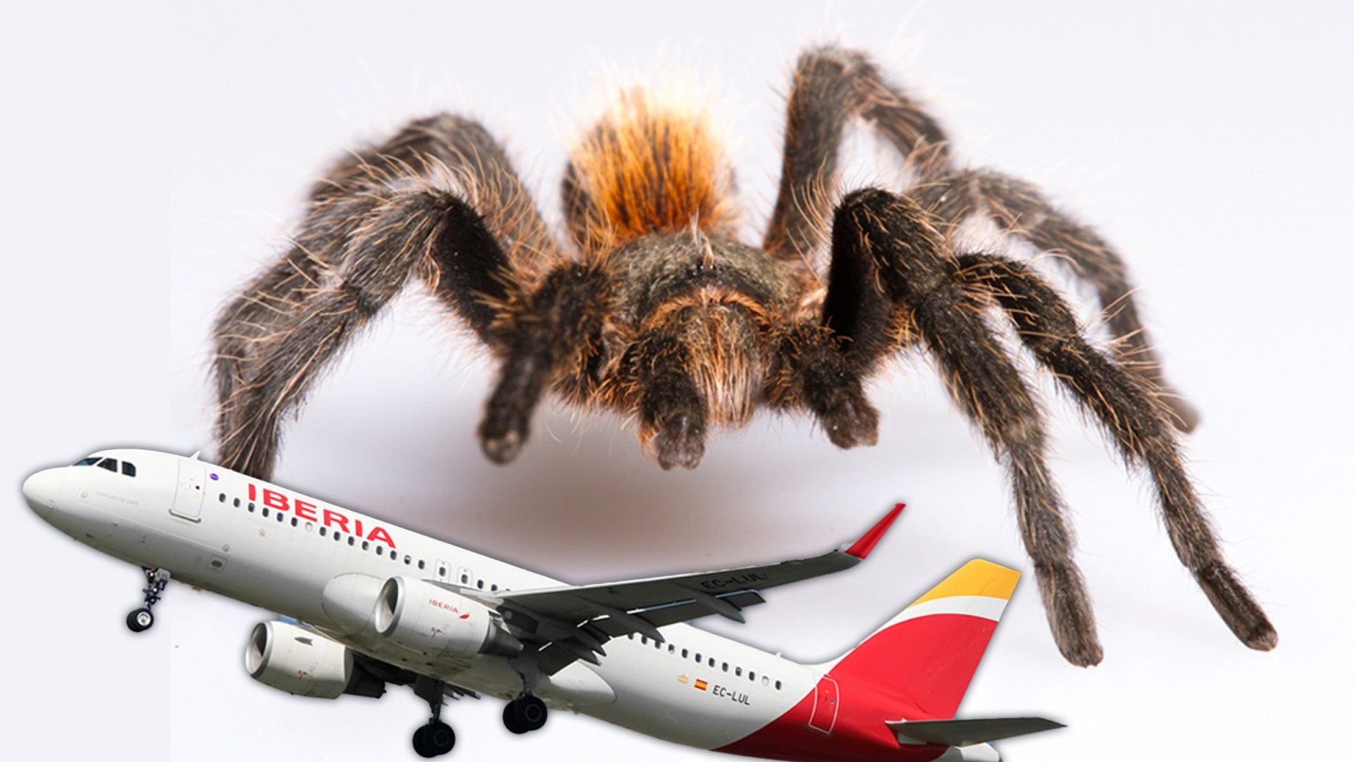 Pilot bitten by tarantula midflight after it got onto plane during