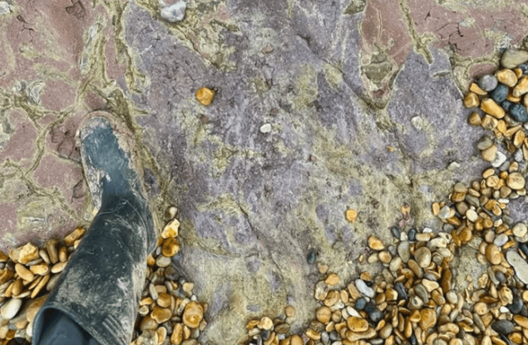 Rare purple dinosaur footprint discovered by fossil tour guide on Isle