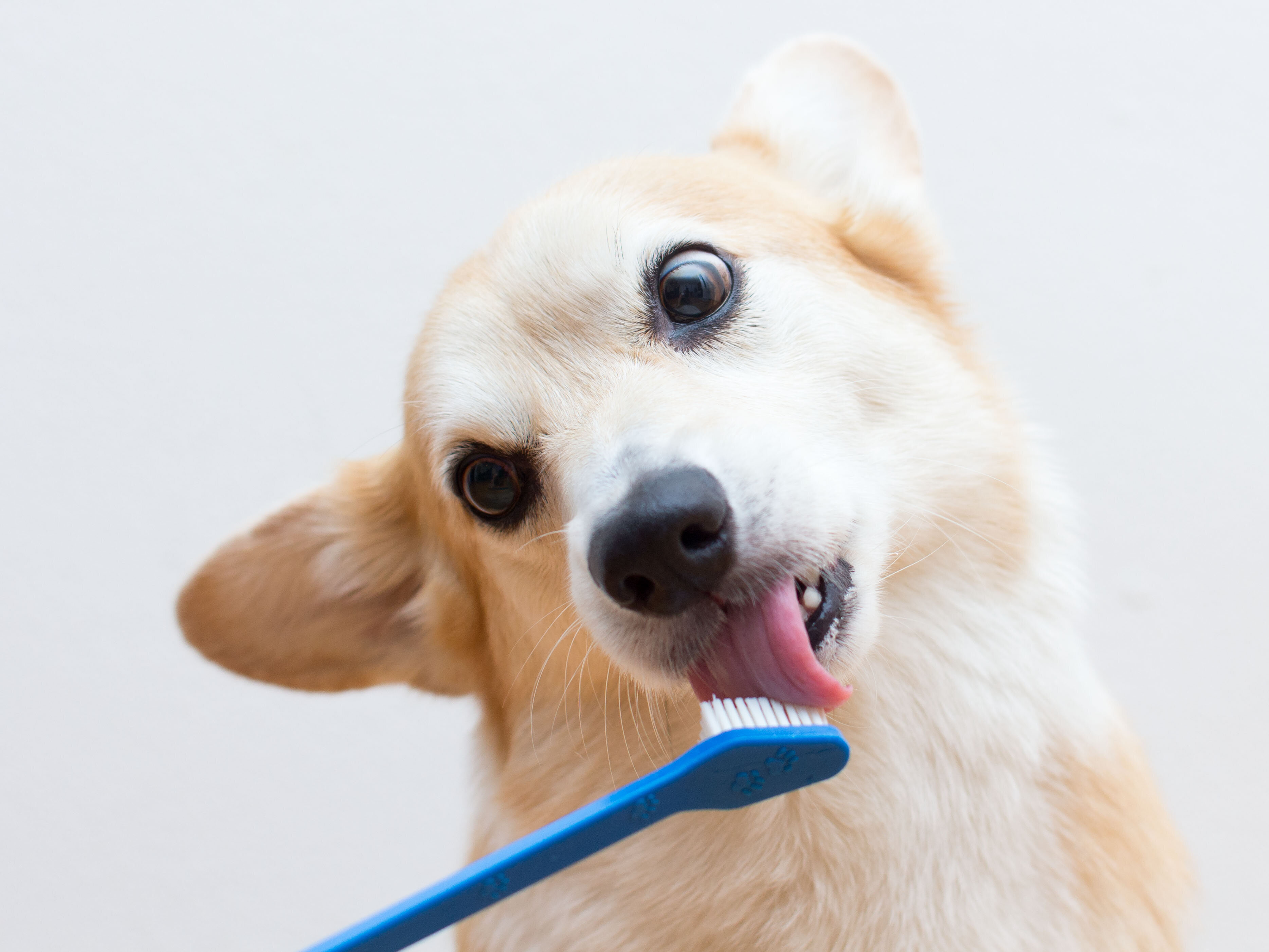Brushing your pet’s teeth is essential, but hellish. This vet-approved ...