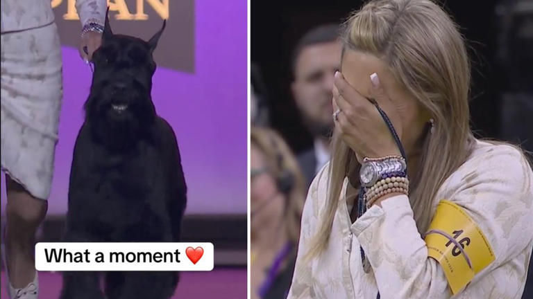 Watch The Emotional Moment The First Giant Schnauzer Ever Wins Best In ...