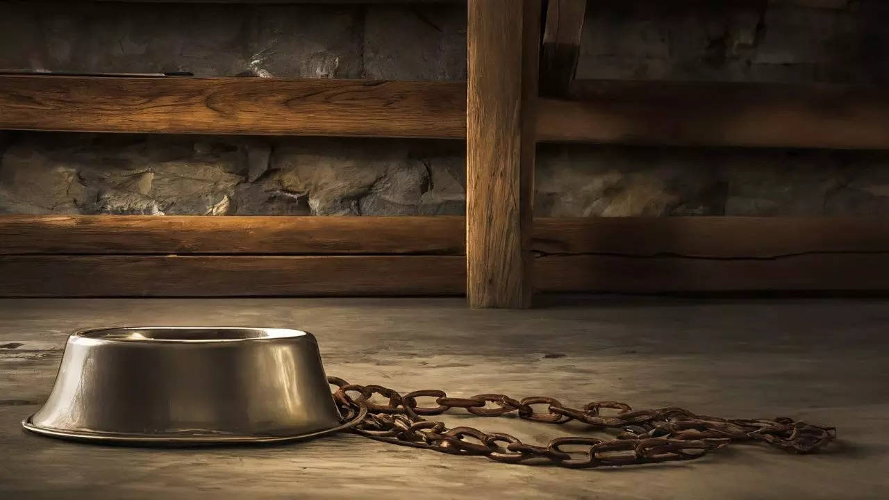 'Abducted, chained, beaten, forced to drink from dog bowl' Woman