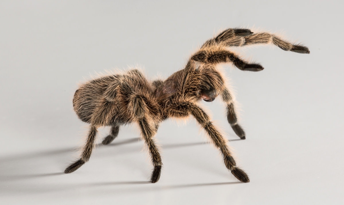 Stowaway Tarantula Bites Pilot With Severe Spider Allergy MidFlight