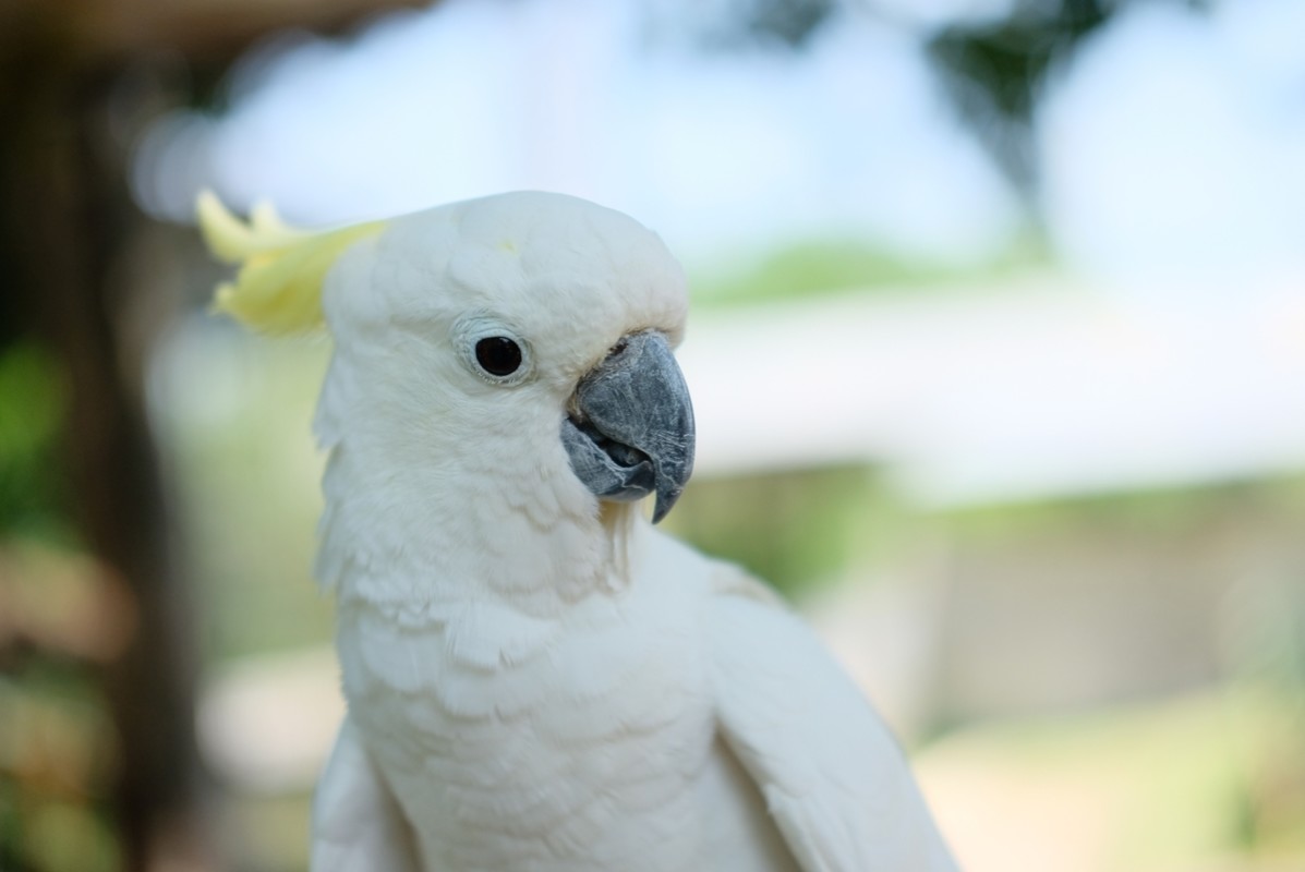 Cockatoo Begs for Mom's Attention As She Tries to Feed Donkey and It's