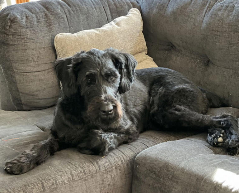 Watch The Emotional Moment The First Giant Schnauzer Ever Wins Best In ...