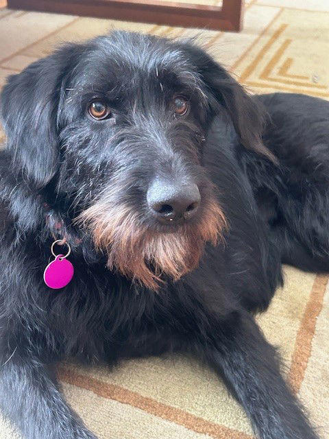 Watch The Emotional Moment The First Giant Schnauzer Ever Wins Best In ...