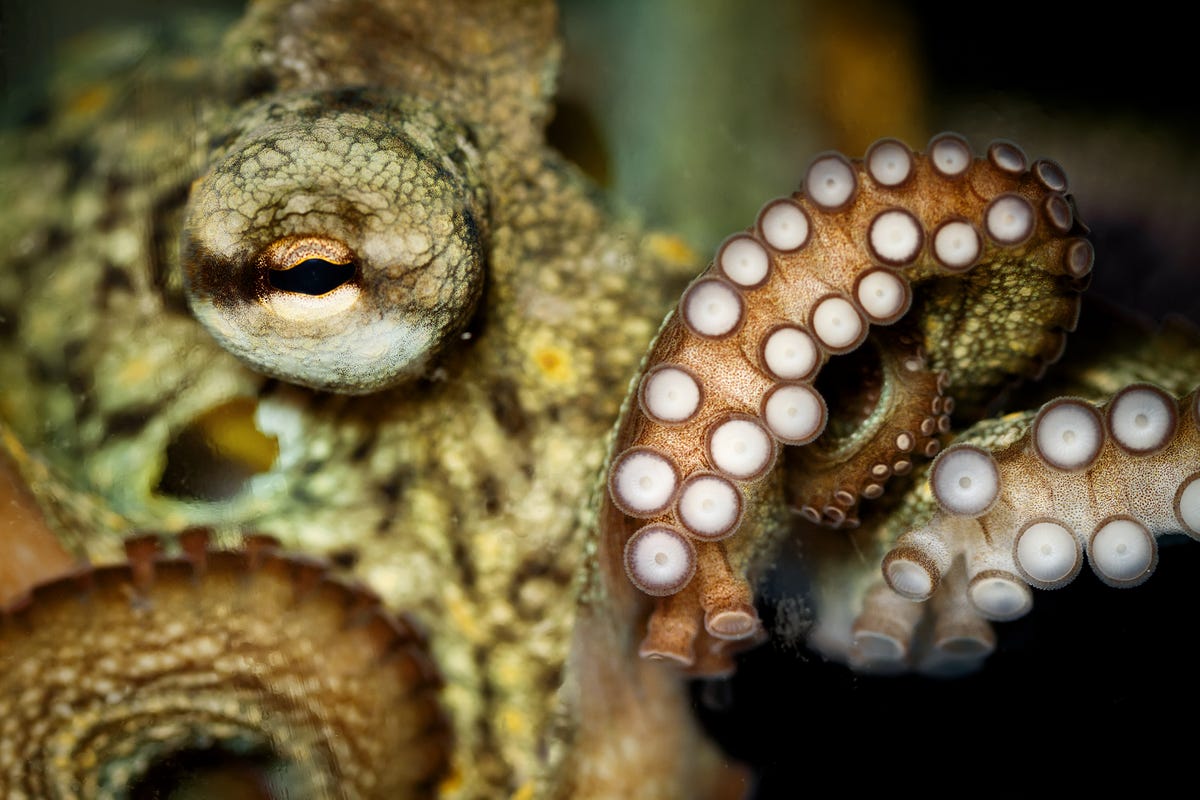 6) Octopus