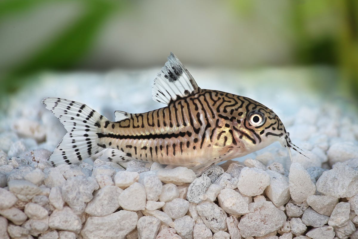 7) Corydoras