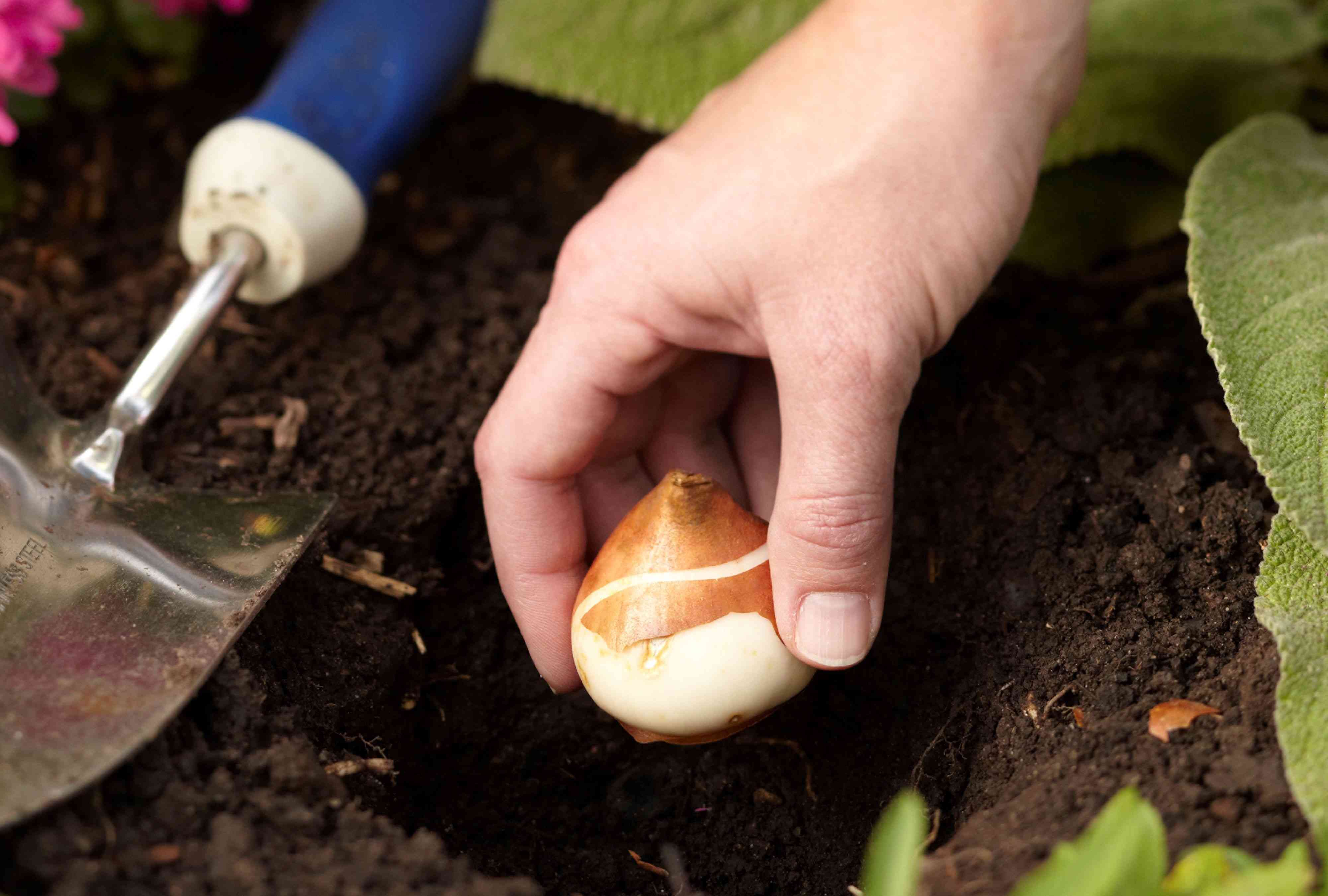 How to plant tulip bulbs in fall for a colorful spring garden