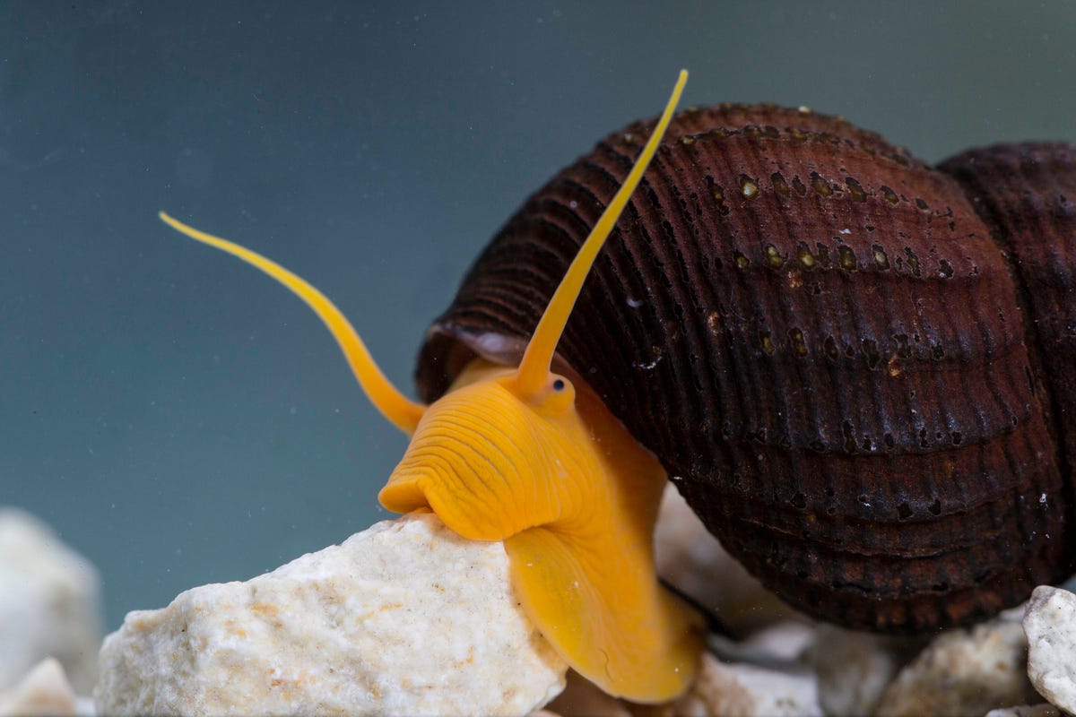 10) Snail
