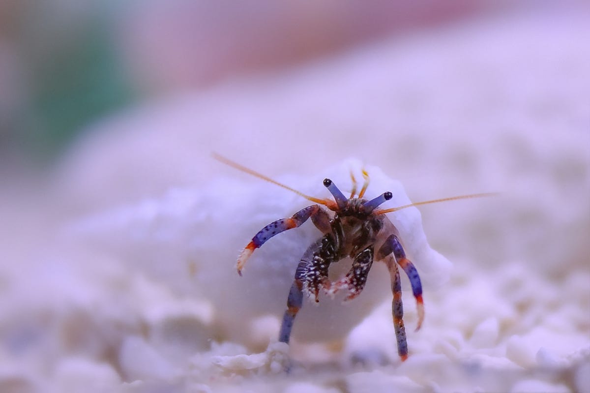 11) Marine Hermit Crab