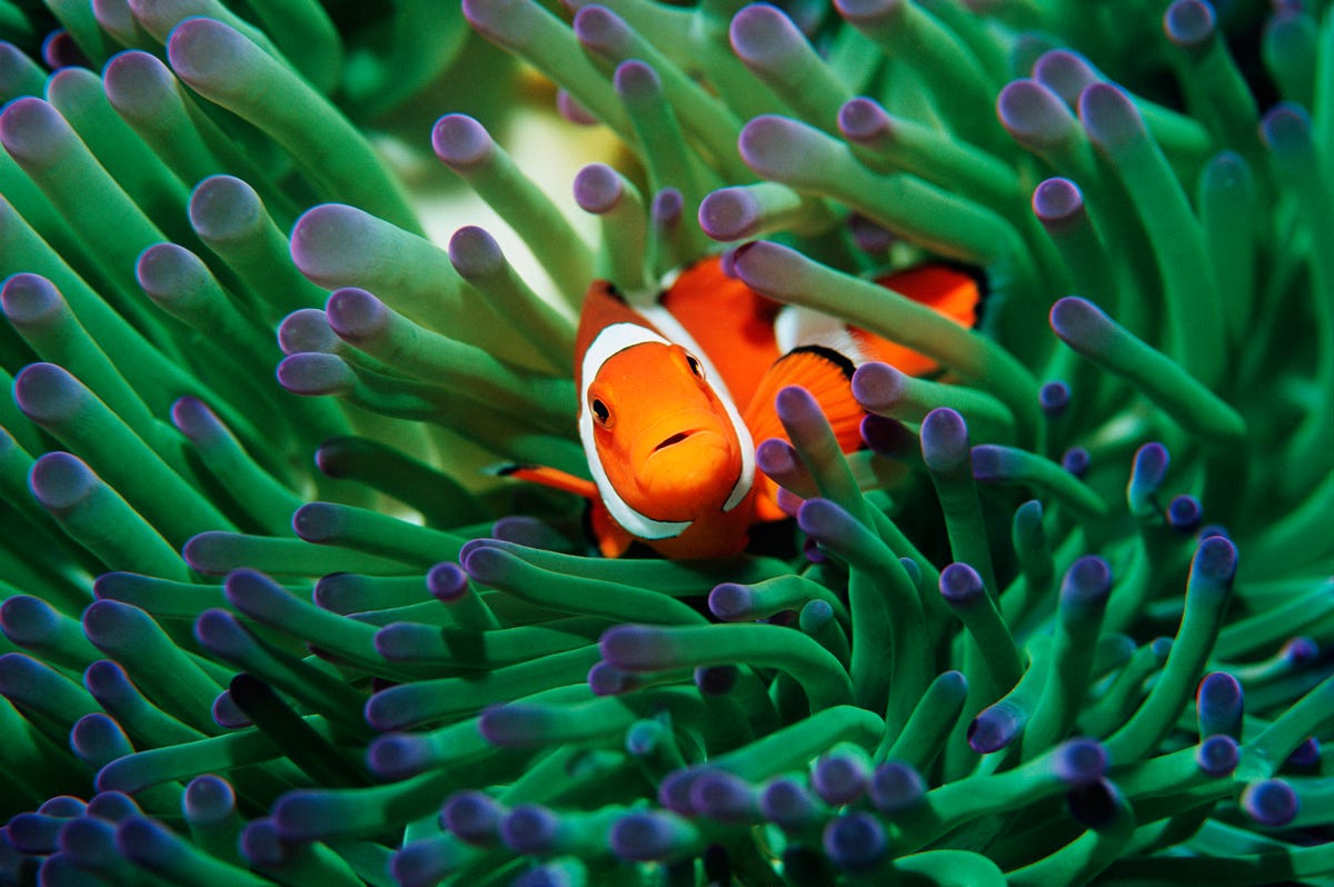 2) Clownfish