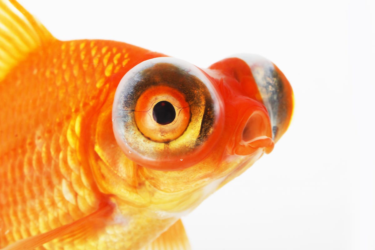 4) Telescope Goldfish