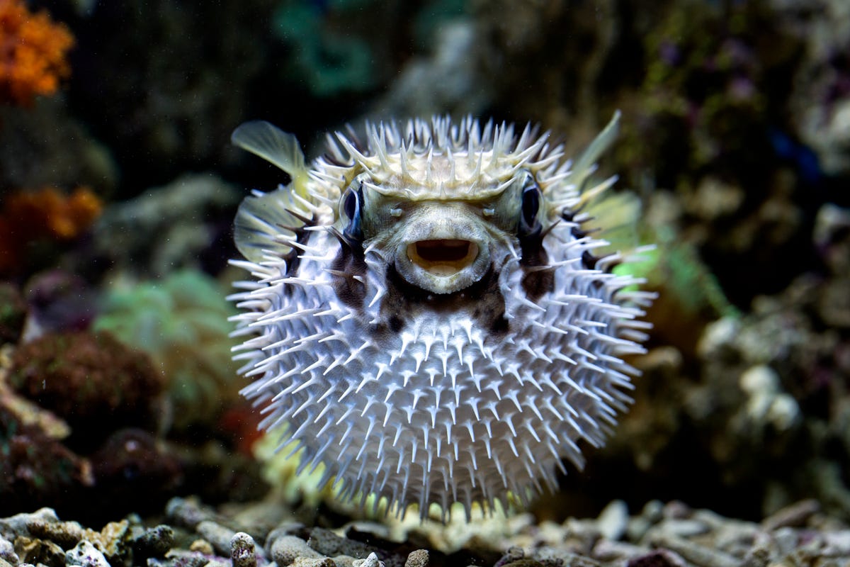 8) Pufferfish
