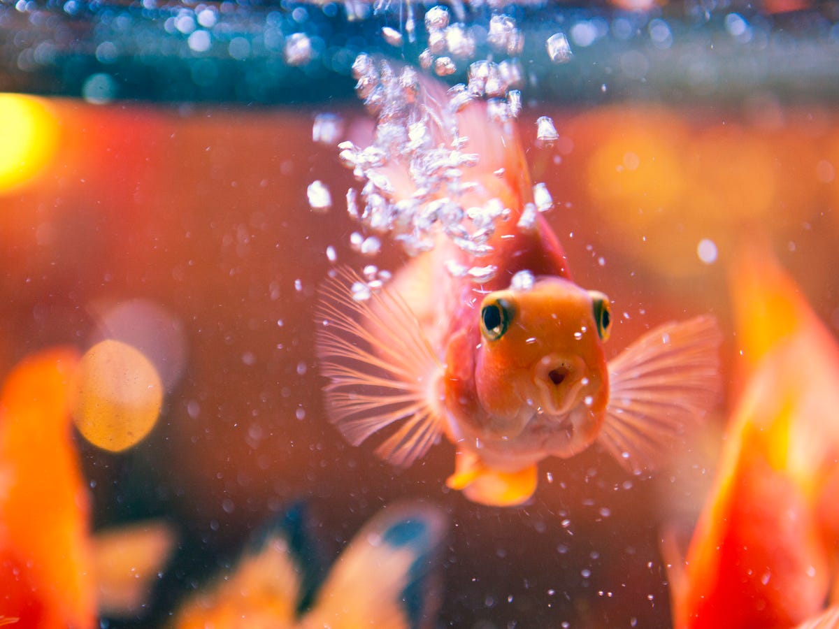 12) Blood Parrot Cichlid