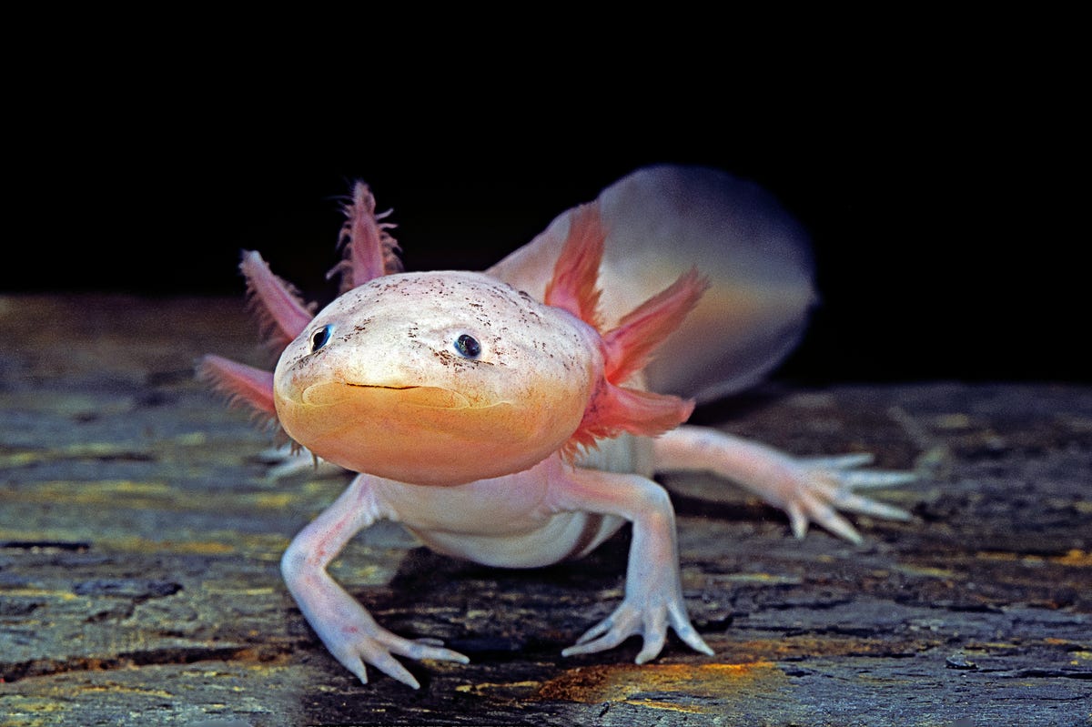 3) Axolotl