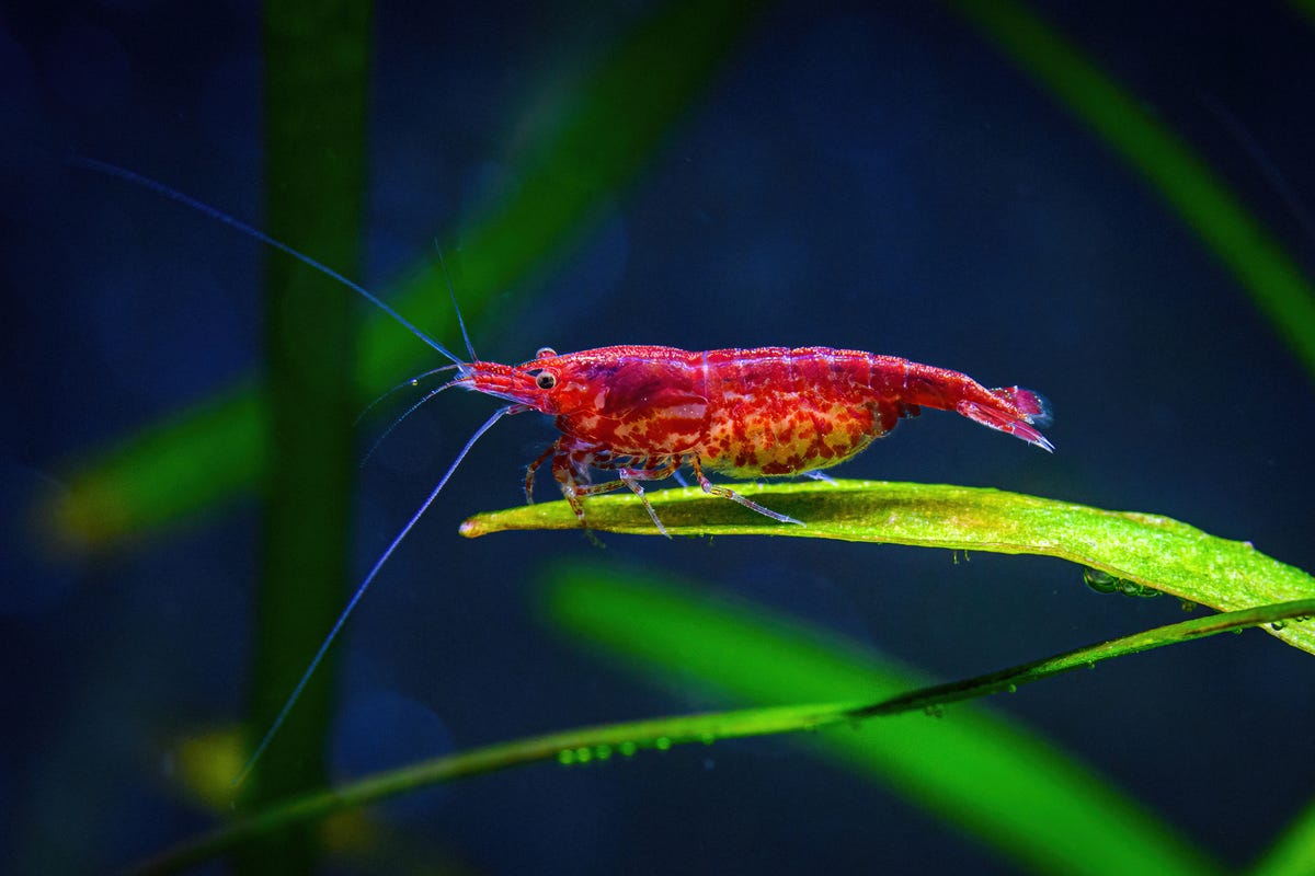 5) Cherry Shrimp
