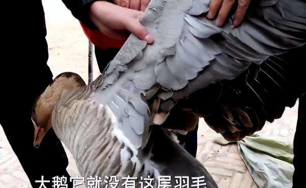 黑龙江男子贷款百万买6000只鹅苗，一半被野雁带跑，来年惊喜发生