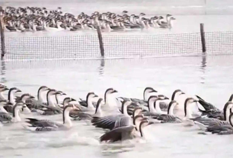 黑龙江男子贷款百万买6000只鹅苗，一半被野雁带跑，来年惊喜发生