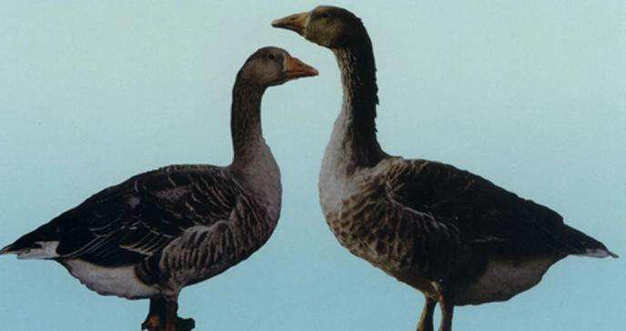 黑龙江男子贷款百万买6000只鹅苗，一半被野雁带跑，来年惊喜发生