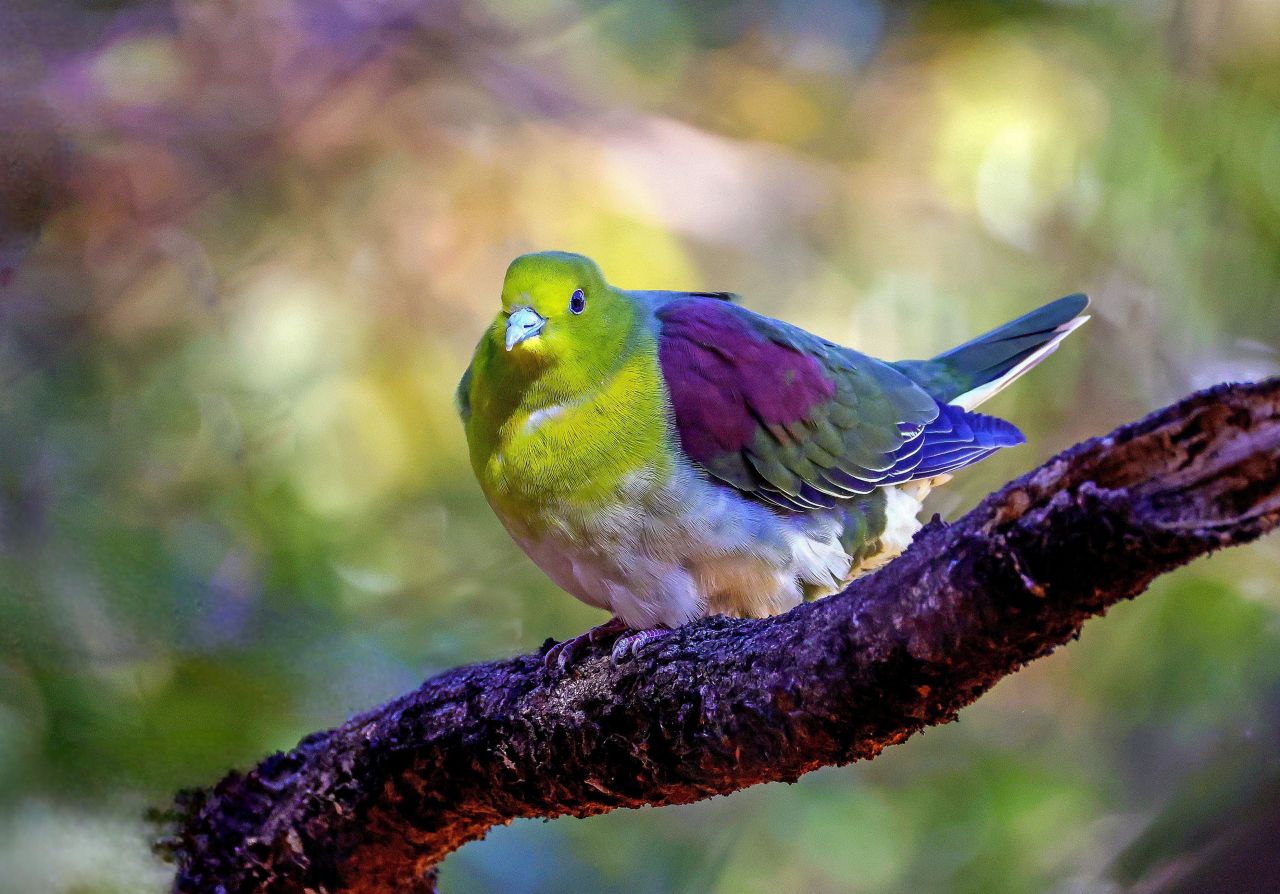빨간 머리 새 모리셔스 포 디. 포 디 (Fody) 는 베 짜는 새 과에 속하는 희귀 한 새이다. 흰 배경에 분리 된 벡터 일러스트,  조류학의 아름다운 평평 한 스타일의 새 그림 스톡, image size:1280x894