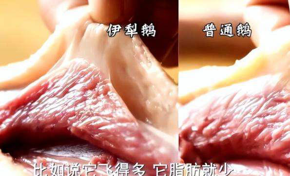 黑龙江男子贷款百万买6000只鹅苗，一半被野雁带跑，来年惊喜发生