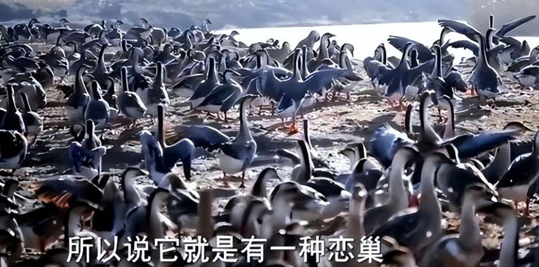 黑龙江男子贷款百万买6000只鹅苗，一半被野雁带跑，来年惊喜发生