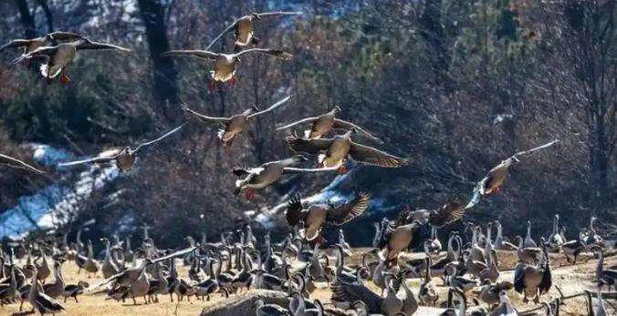 黑龙江男子贷款百万买6000只鹅苗，一半被野雁带跑，来年惊喜发生