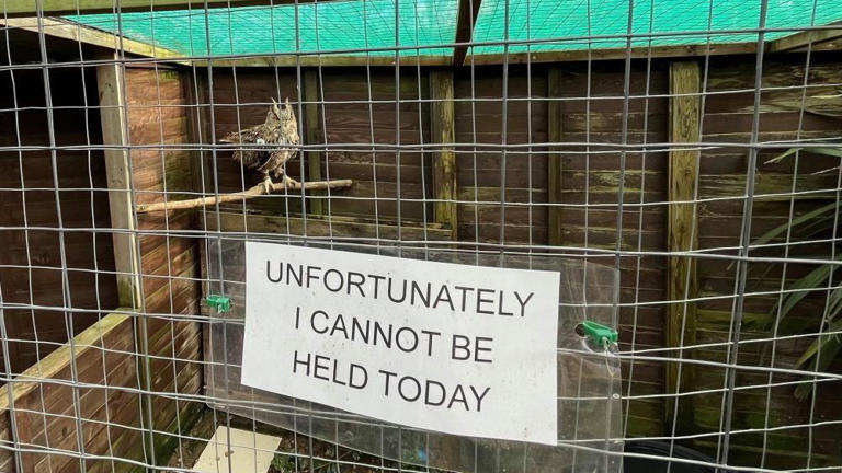 Bird flu restrictions hit owl sanctuary income