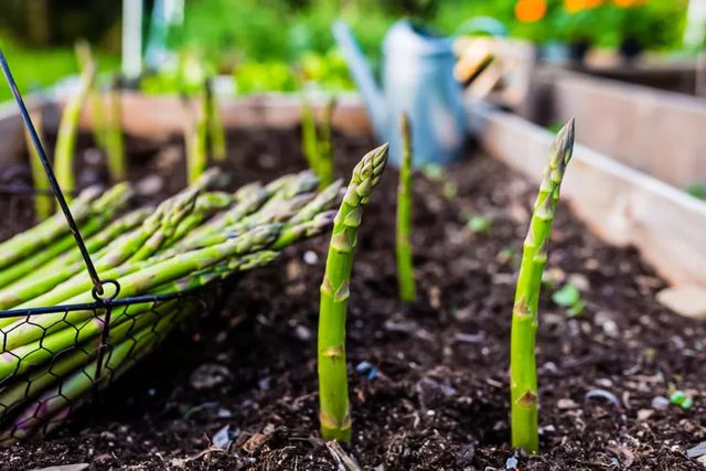 Close up of sprouting and harvested asparagus tips