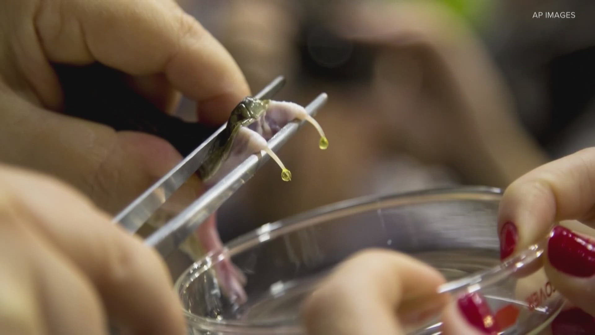 Promising new antivenom designed using AI