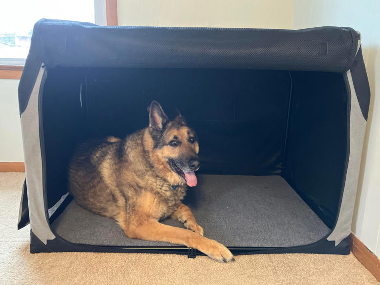 Image showcasing The best large dog crates we tested with a 110-pound German Shepherd