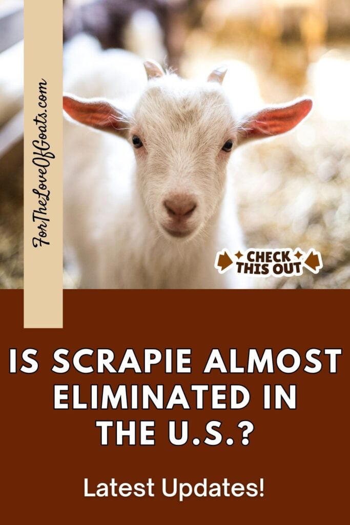 Scrapie Updates in Goats and Sheep for 2025