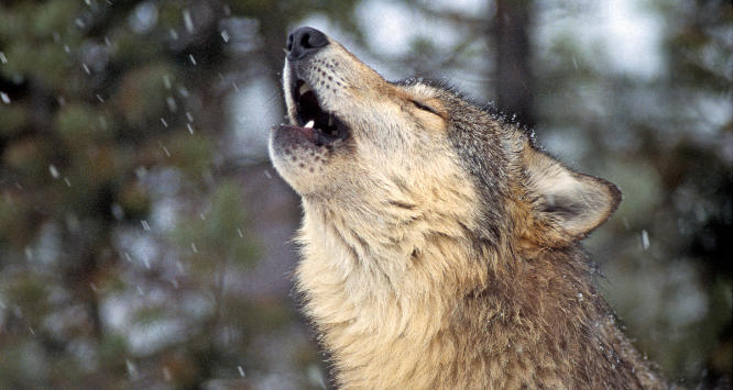 10 Best Places in India to Spot Wolves in the Wild
