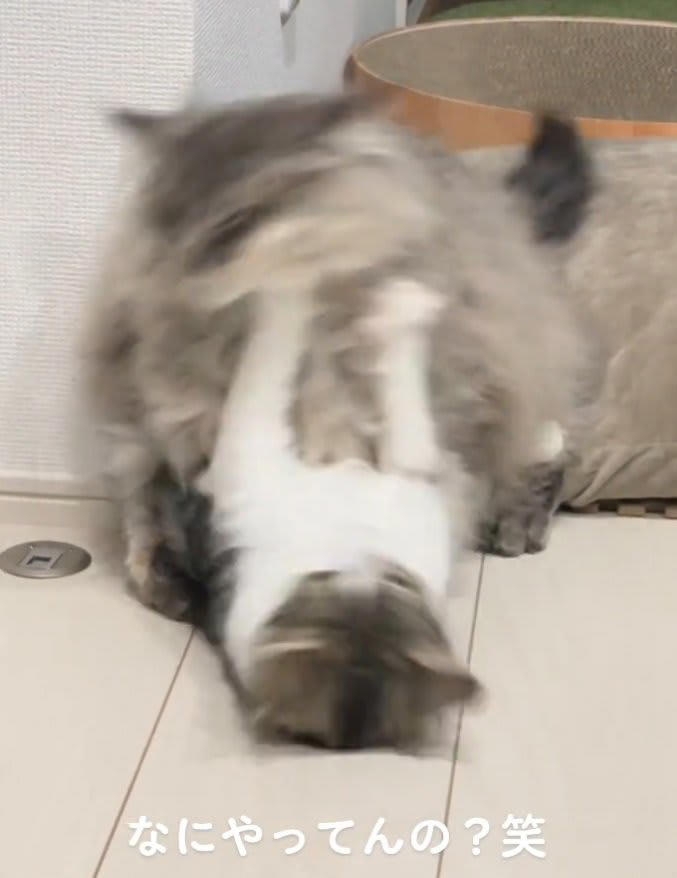☆*:.。.ミーコ.。.:*☆様専用】ぐでねこちゃんとじゃれねこ