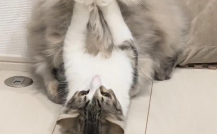 ☆*:.。.ミーコ.。.:*☆様専用】ぐでねこちゃんとじゃれねこ