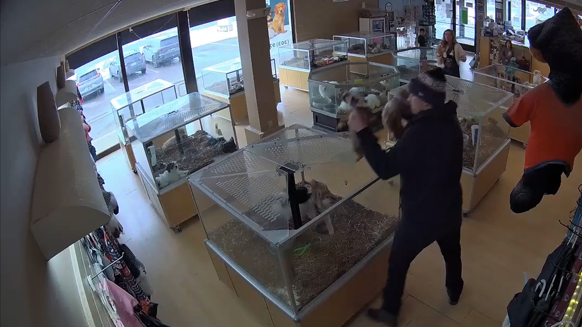 Shocking moment thief fakes seizure as steals puppies from(00)