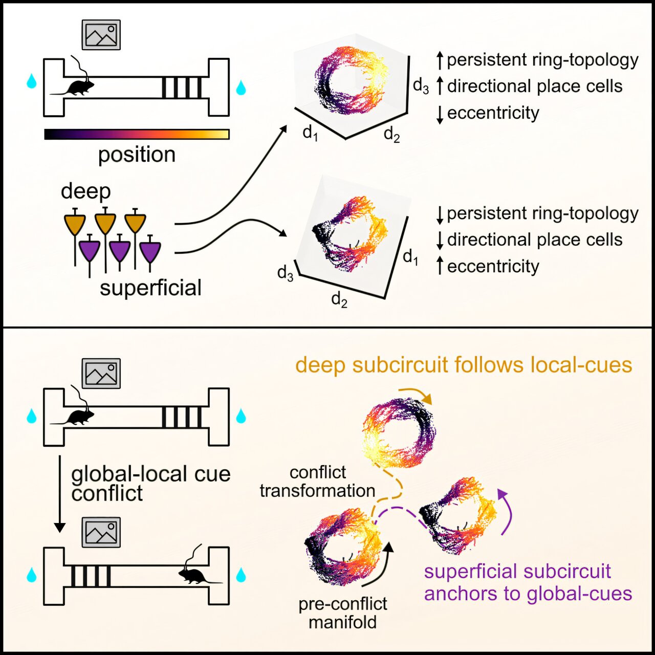 How the brain builds sophisticated - AA1zQXAH.img