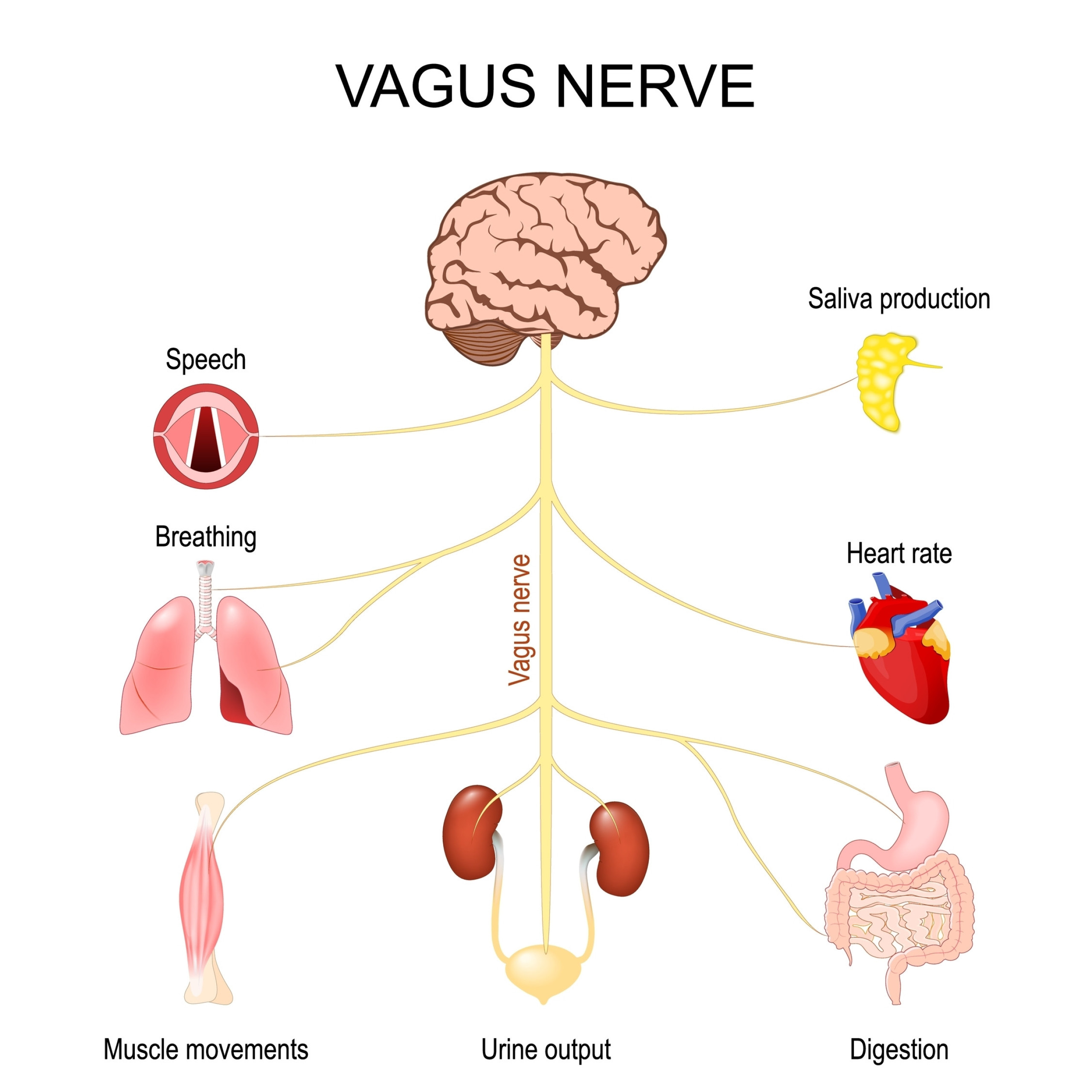 What is the vagus nerve?
