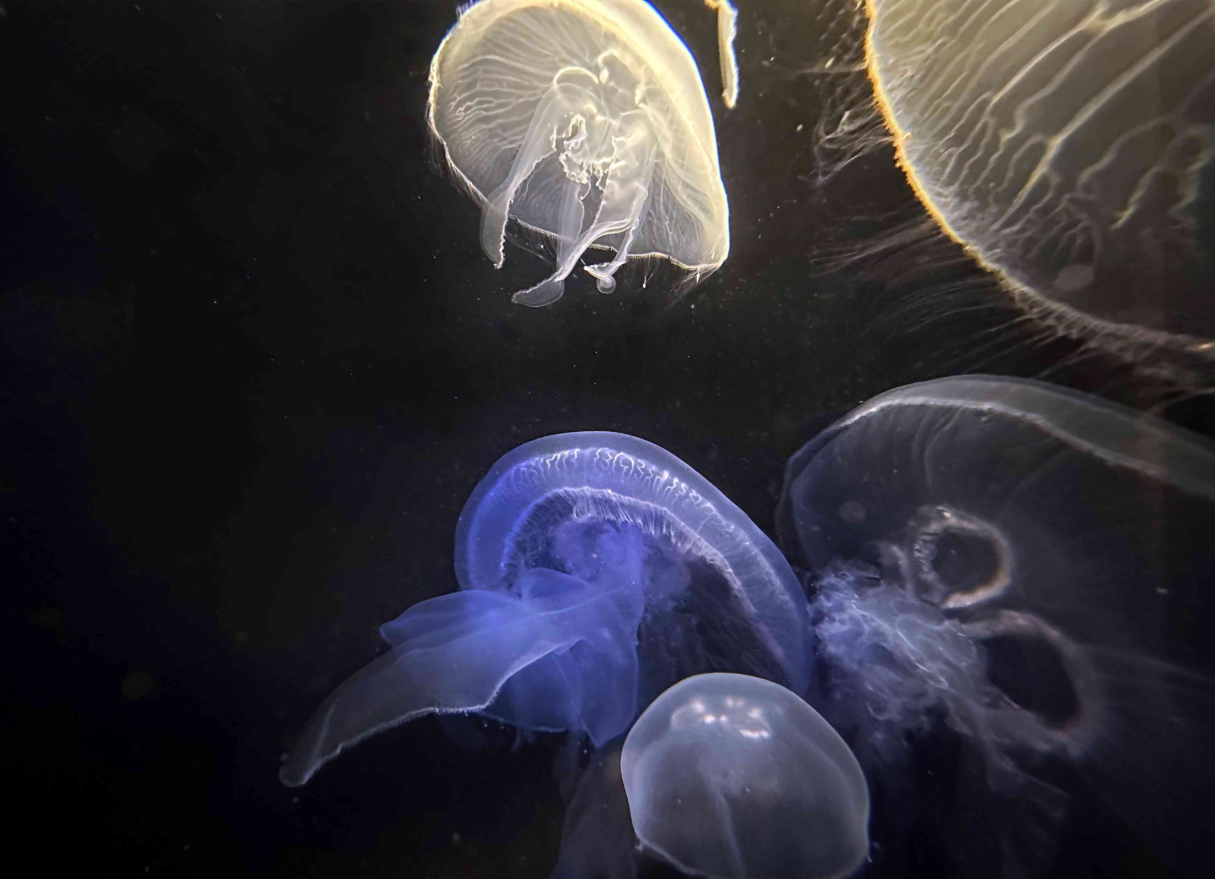 What Sea Lice Bites Look Like and How to Treat Them