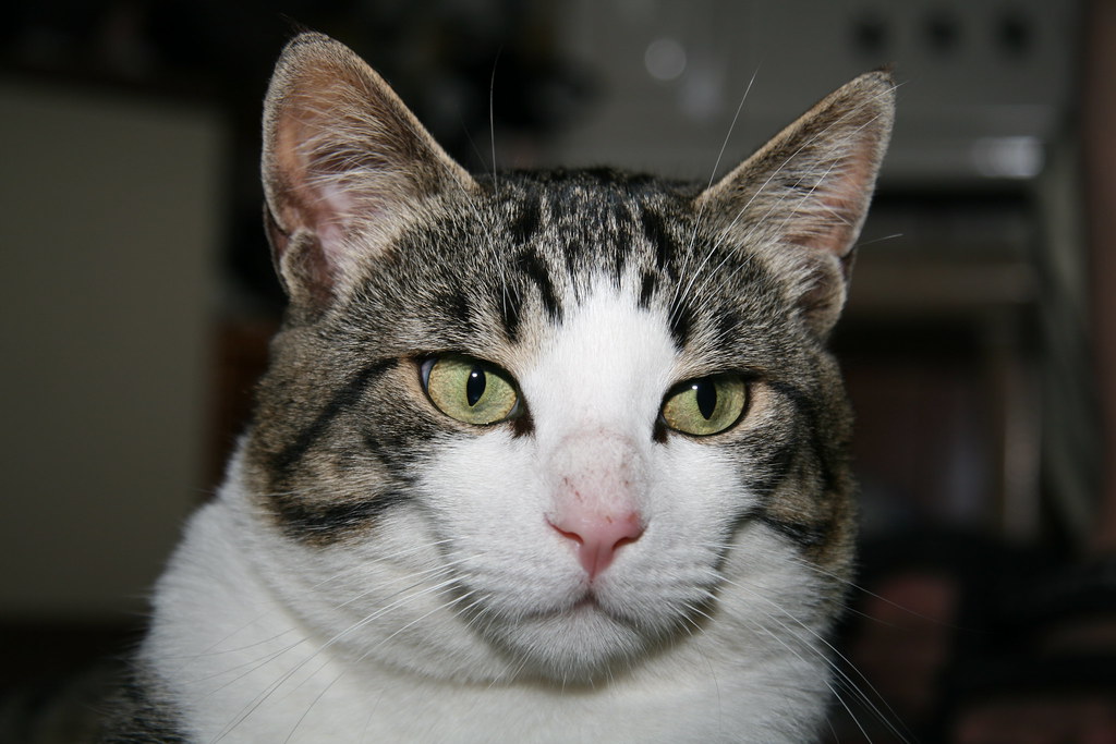 The Connection Between a Cat’s Coat Color and Their Personality